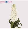 ΒΙΟΛΑ  ΛΕΥΚΗ....-MATTHIOLA  AIDA WHITE
